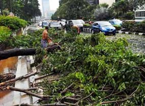 Hujan Datang, Awas Pohon Tumbang