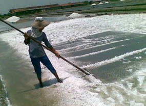 Sumenep Diguyur Hujan, Ratusan Hektar Garam Gagal Panen