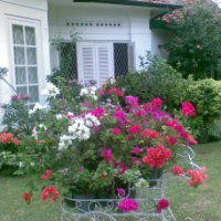 Rumah Cantik Yang Kesandung Pbb