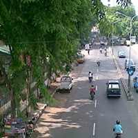 Rawan Tumbang, Waspadai Pohon-pohon di Jalan Protokol