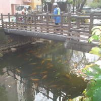 Ikan Koi Bebas Berkeliaran di Sungai
