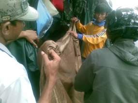 Musim Panen Pedagang di Malabar