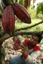 Ekspor Kakao akan Anjlok 40%