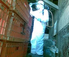 Tempat Pemotongan Ayam Milik Dadan Disemprot Disinfektan