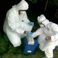 Rapid Test Tempat Pemotongan Ayam Dadan Negatif AI