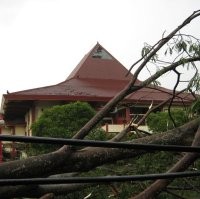 2 Mobil Ringsek Tertimpa Pohon 