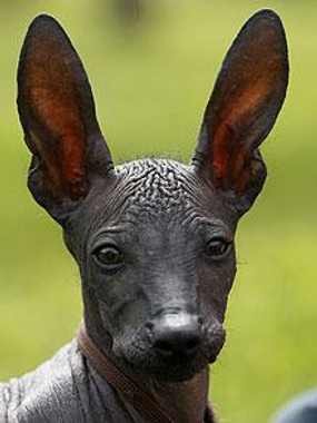 Anjing Ompong Ditawarkan Untuk Keluarga Obama