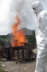 Puluhan Unggas di Semarang Dibakar karena Terjangkit AI