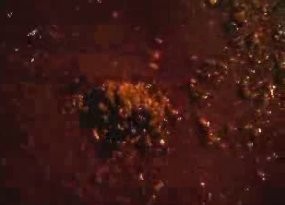 Pengelola Ancol: Itu Hewan Herbivora, Tak Berbahaya untuk Manusia