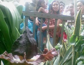 Bunga Bangkai Hebohkan Warga Cengkareng