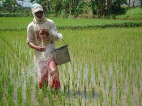 Harga Pupuk di Lumajang Tembus 200 Ribu Per Kwintal