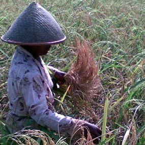 Petani Minta HPP Beras dan Gabah Naik 15%