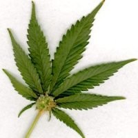 Polres Tangerang Tangkap 5 Pengedar dan Sita 130 Kg Ganja