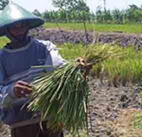 Hama Sundep Menyerang, Petani Kediri Resah