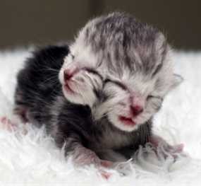 Anak Kucing Berwajah Dua Lahir di Australia