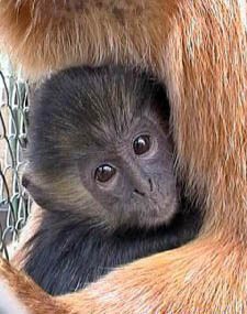 BKSDA Selamatkan Lutung Jawa dari Penjual Satwa Liar