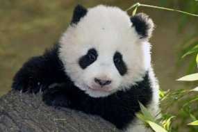 Gemas Ingin Peluk Panda, Pelajar Pria Terluka