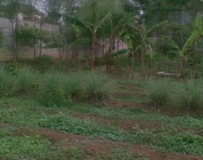 Tak Ada Penanganan Khusus Tangani Ular di Alam Sutera