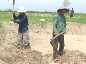 800 Hektar Sawah Kering, Petani Tuban Panen Pasir