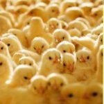 Charoen Pokphand Batal Bangun Pabrik di Lampung