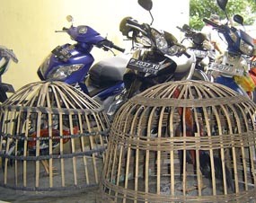 Penjudi Sabung Ayam Digiring ke Kantor Polisi