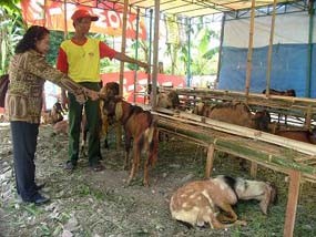 Jelang Hari Raya Idul Adha, Pedagang Kambing Mulai Menjamur