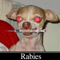  Anjing Liar di Kuta Dimusnahkan