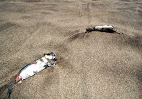 Ribuan Bangkai Ikan Usik Keindahanan Pantai Kuta