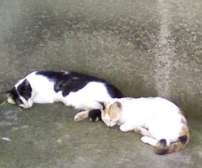 Jangan Eliminasi Kucing dengan Dipukul atau Ditendang
