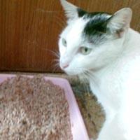 Meong..Meong..Guk-guk..Riuhnya Pondok Pengayom Satwa