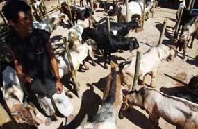 Kenali Ciri Hewan Kurban Yang Sehat dan Layak