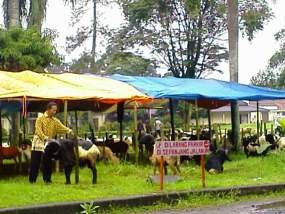 Penjualan Hewan Qurban di Bandung Merosot