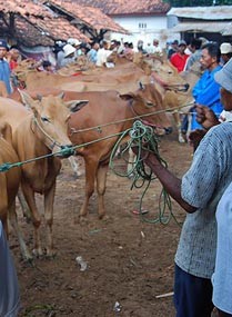 Harga Hewan Qurban di Madura Melonjak Drastis
