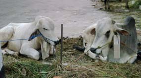 Daging Kurban Dibagikan ke Yayasan dan Ormas