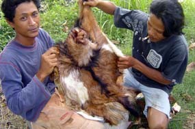 Demi Rezeki Tambahan, Kulit Hewan Kurban Diburu