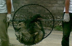 Vaksinasi Anjing Dilakukan Hingga Maret 2009