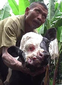 Sapi Bermata Tiga dan Berhidung Dua Gegerkan Warga Lumajang