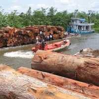 Hutan Gundul Akibat Ulah Cracker