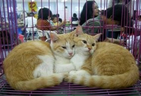 Kucing 15 Tahun Diberi Lensa Kontak