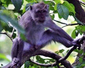1.500 Ekor Monyet Diizinkan Keluar Sumbar Sepanjang 2008