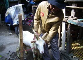 Setelah 23 Tahun Berjualan Domba, Udin Senang Miliki Bela