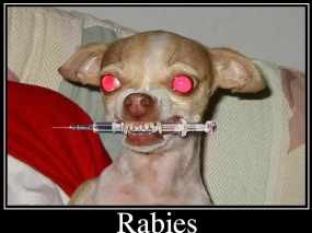 Butuh Waktu 1 Tahun Bebaskan Bali dari Rabies