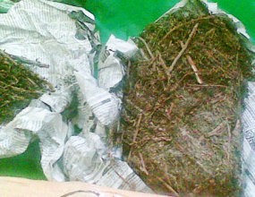 Dari 8.000 Kasus Narkoba, Ganja Nomor Wahid