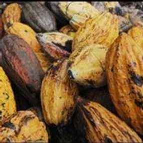 Harga Coklat Tertinggi dalam 23 Tahun