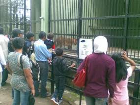 Cuti Bersama Berakhir, Kebun Binatang Bandung Lengang