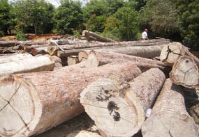SP3 Kasus Illegal Logging, Kapolda Riau Didesak Mundur