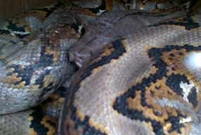 Ular Sanca 3 Meter Hebohkan Warga Pejaten Timur