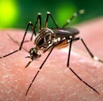 Ratusan Warga Madiun Terserang Chikungunya