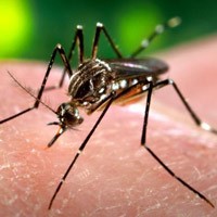 Ratusan Warga Madiun Terserang Chikungunya