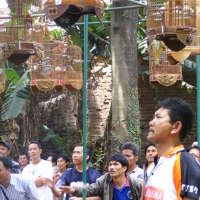 Riuh Kicau Burung di Madesa  
